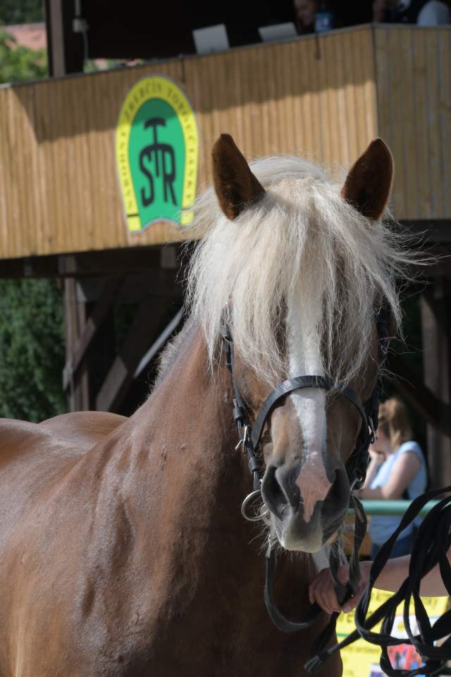 DSC_7415